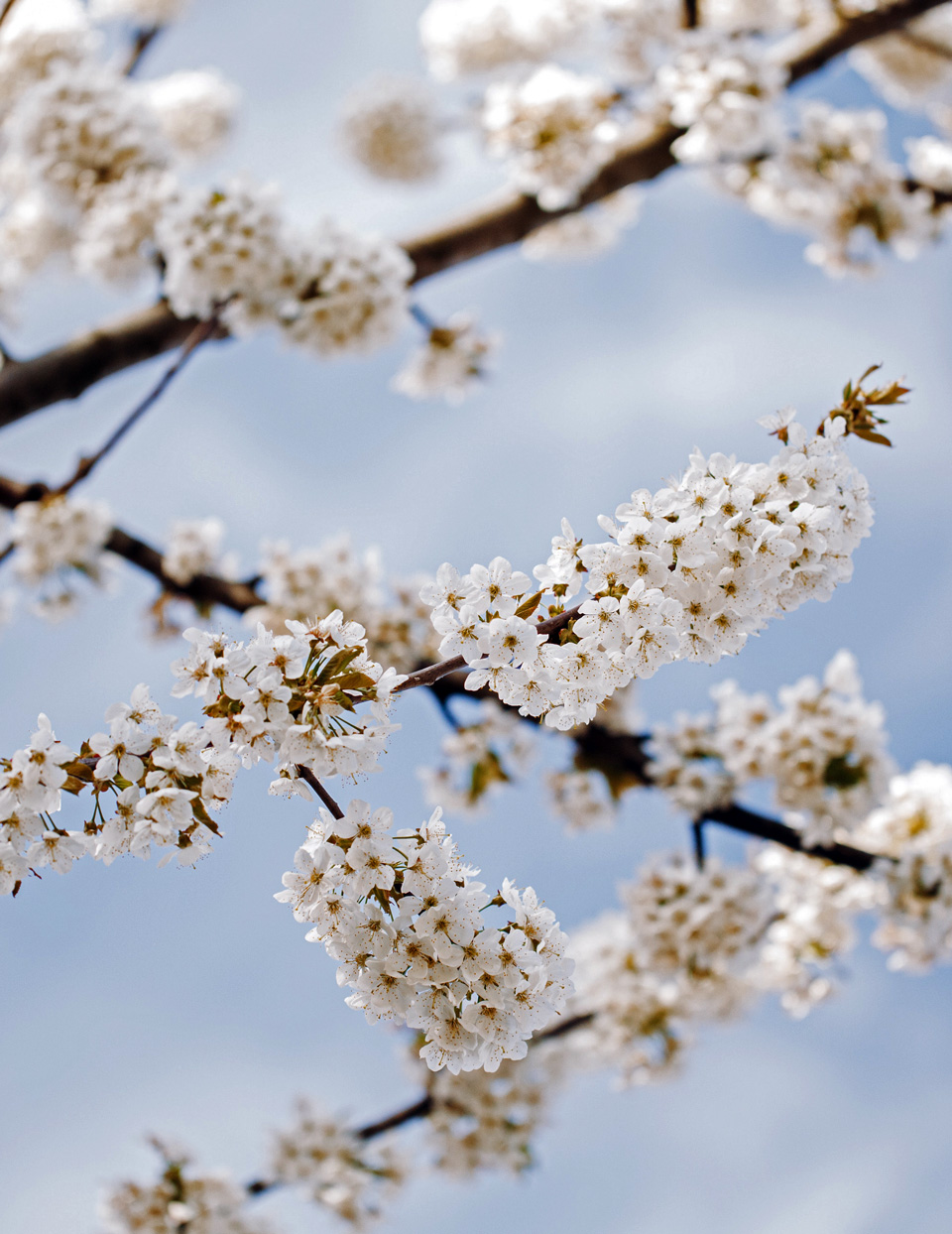 bloemen